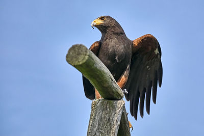 Low angle view of eagle perching on wooden post against clear sky