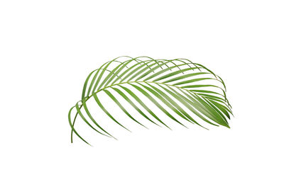 Close-up of palm leaves against white background