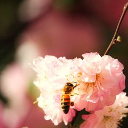 Close-up of bee on pink flower