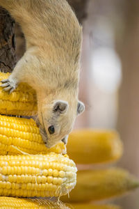 Close-up of squirrel