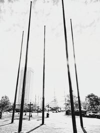 Tall trees against clear sky