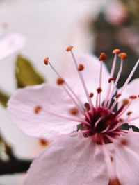 Close-up of purple flowering plant