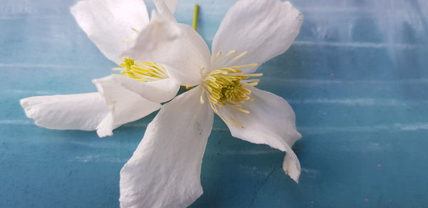 Close-up of white flowering plant