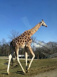 Giraffe against clear sky