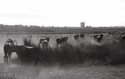 Sheep grazing on field