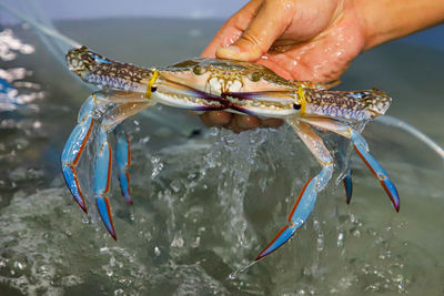 Close-up of hand holding fish