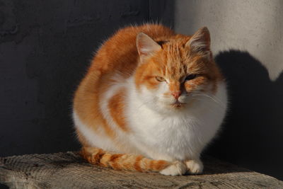 White orange cat portrait only
