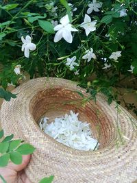 High angle view of white flowering plant