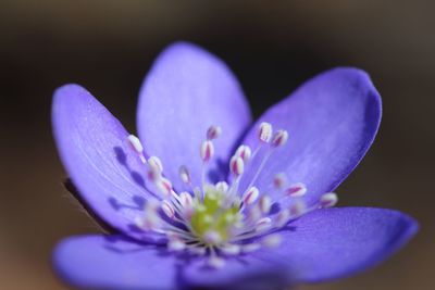 Close-up of blue water lily