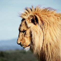 Side view of lion in forest