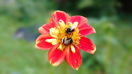 Close-up of bee pollinating on red flower