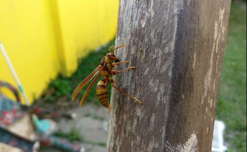 Close-up of insect on tree trunk