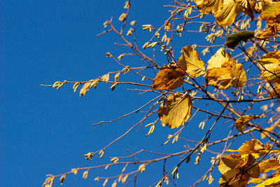Low angle view of leaves on tree branch against blue sky