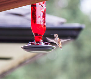 Hummingbird flying by bird feeder