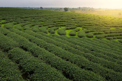 Green tea plantation in the mountains under the morning sunlight at northern thailand.