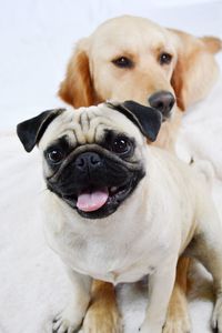 Close-up portrait of dog