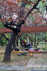 Plant growing on tree trunk