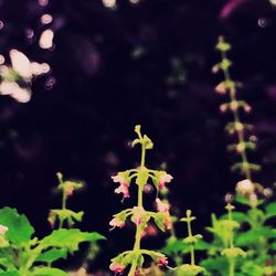 Close-up of flowers blooming outdoors