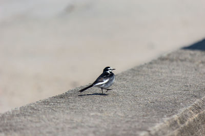 Close-up of bird perching on wall
