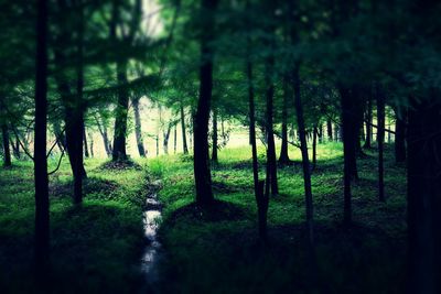 Trees in forest