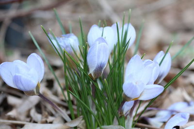 Close-up of white crocus flowers on field