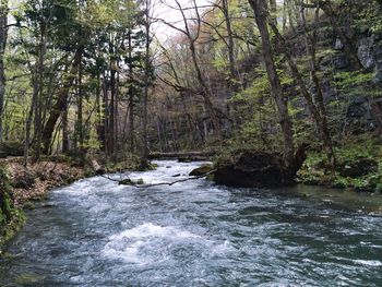 River flowing through forest