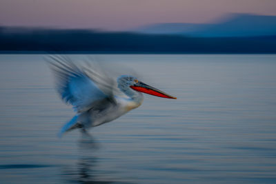 Bird in lake