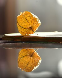 Close-up of dry calyx of physalis peruviana plant with ripe fruit on a reflecting table