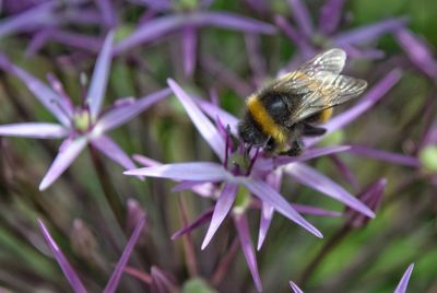 Close-up of bee on flower