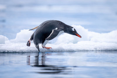 Gentoo penguin