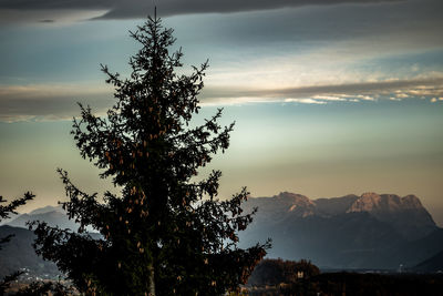 Silhouette tree against sky during sunset