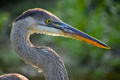 Close-up of gray heron