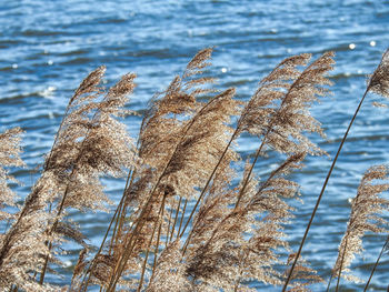 Low angle view of plants on sea against sky