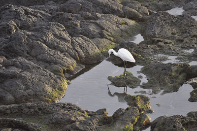 Bird on rock by lake