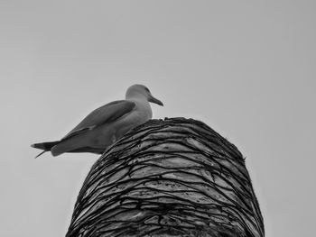 Low angle view of birds in flight