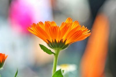 Close-up of yellow flower