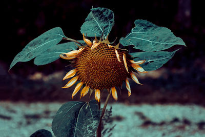 Withered single sunflower in a sunflower field, close-up. when summer comes to an end