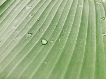 Full frame shot of wet leaf