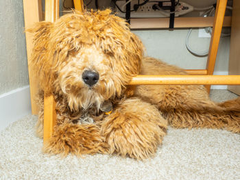 Portrait of dog relaxing on rug