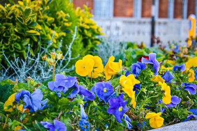 flowering plant