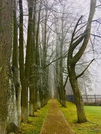 Footpath amidst trees