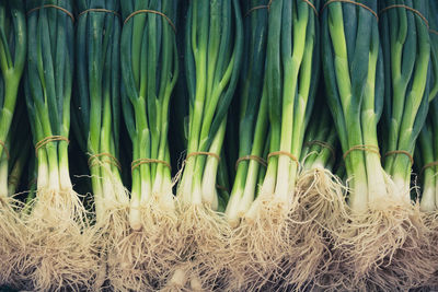 Close-up of vegetables