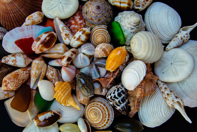 Full frame shot of seashells