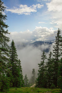 Scenic view of pine trees against sky