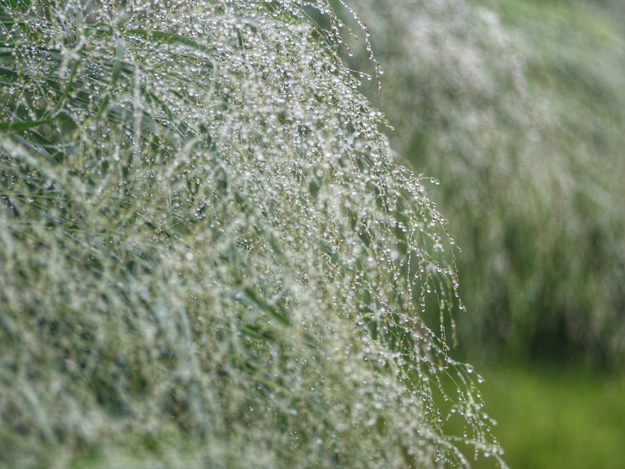 CLOSE-UP OF WATER SPLASHING ON PLANTS