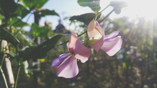 Close-up of flower blooming outdoors