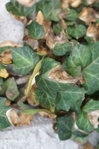 Close-up of leaves