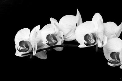 Close-up of white flower against black background