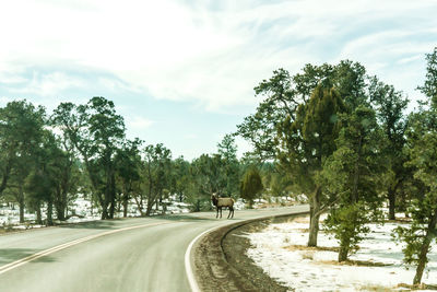 Road passing through trees