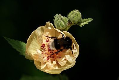 Close-up of insect on plant against black background